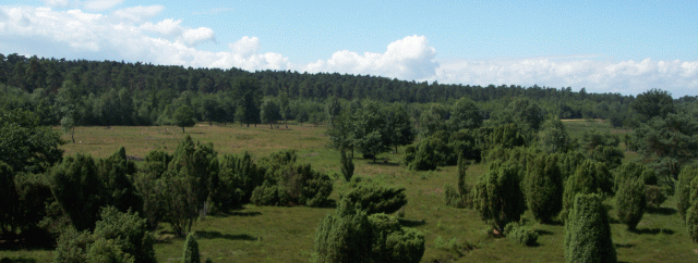 Wacholderheide