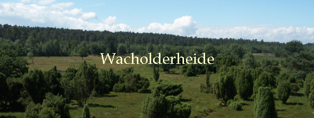 Wacholderheide