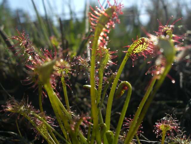 Sonnentau in der Heide
