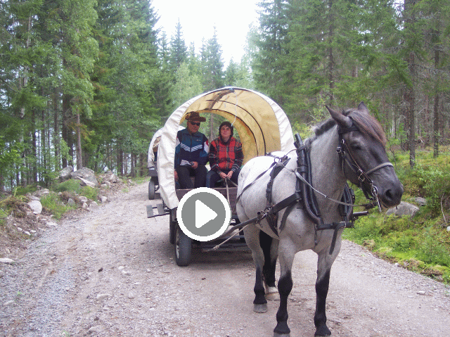 Video ansehen